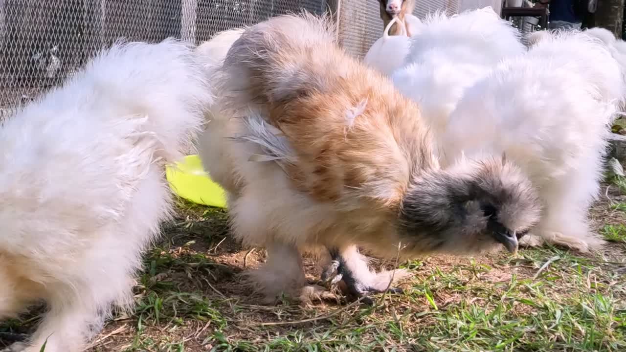 Adorable fluffy puppies curiously sniffing and exploring the grass in a sunny outdoor setting.