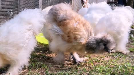 adorable fluffy puppies curiously sniffing and exploring the grass in a sunny outdoor setting.