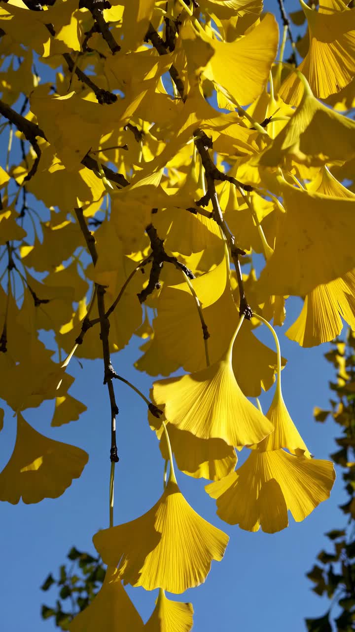 Vibrant yellow ginkgo leaves against a clear blue sky, captured from a low angle