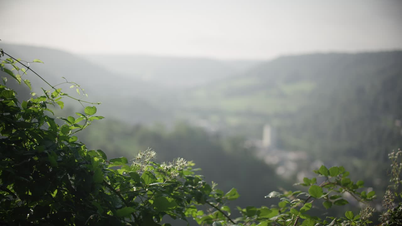 A green bush in the morning mist populated by insects with a european small town lying in a valley in the background