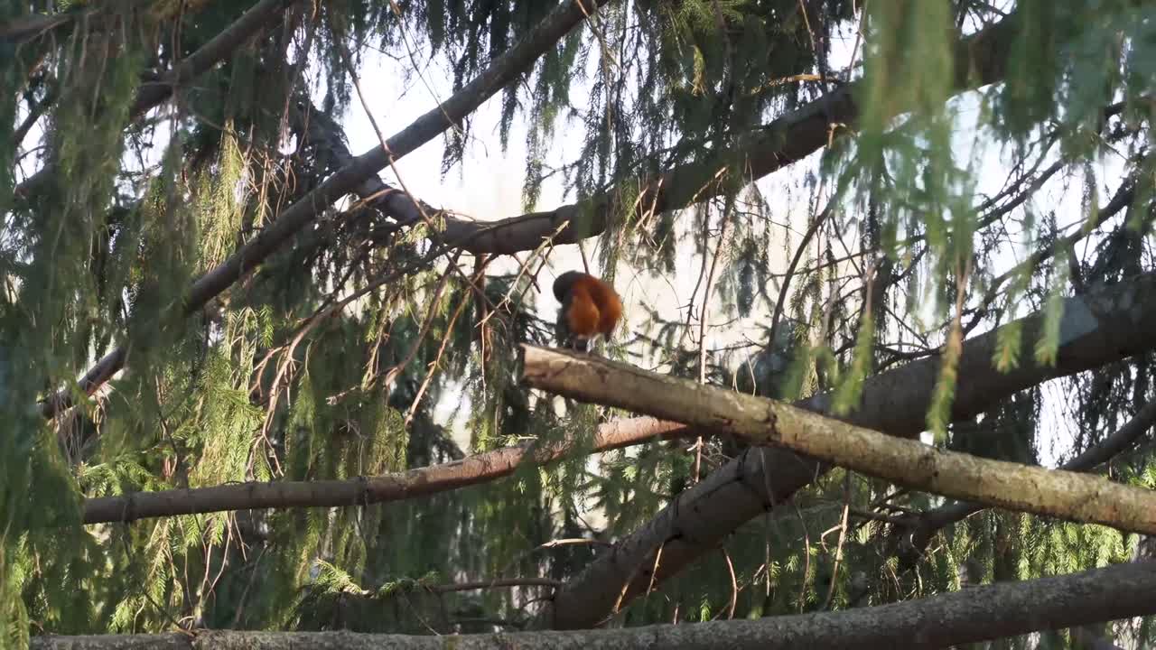 수컷 울새는 바람이 많이 부는 여름날 상록수에서 깃털을 털고 닦는다