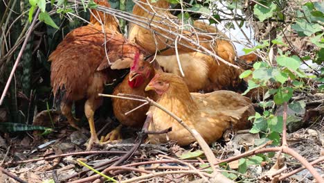 a flock of chickens pecking and foraging outdoors.