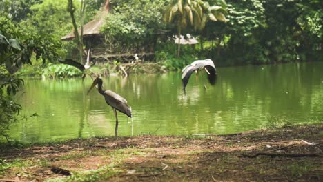 painted storks flying away near the lake at the park in slow motion