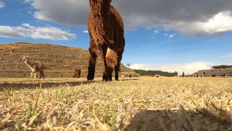 Domesticated-South-American-camelid-herd-of-Llamas