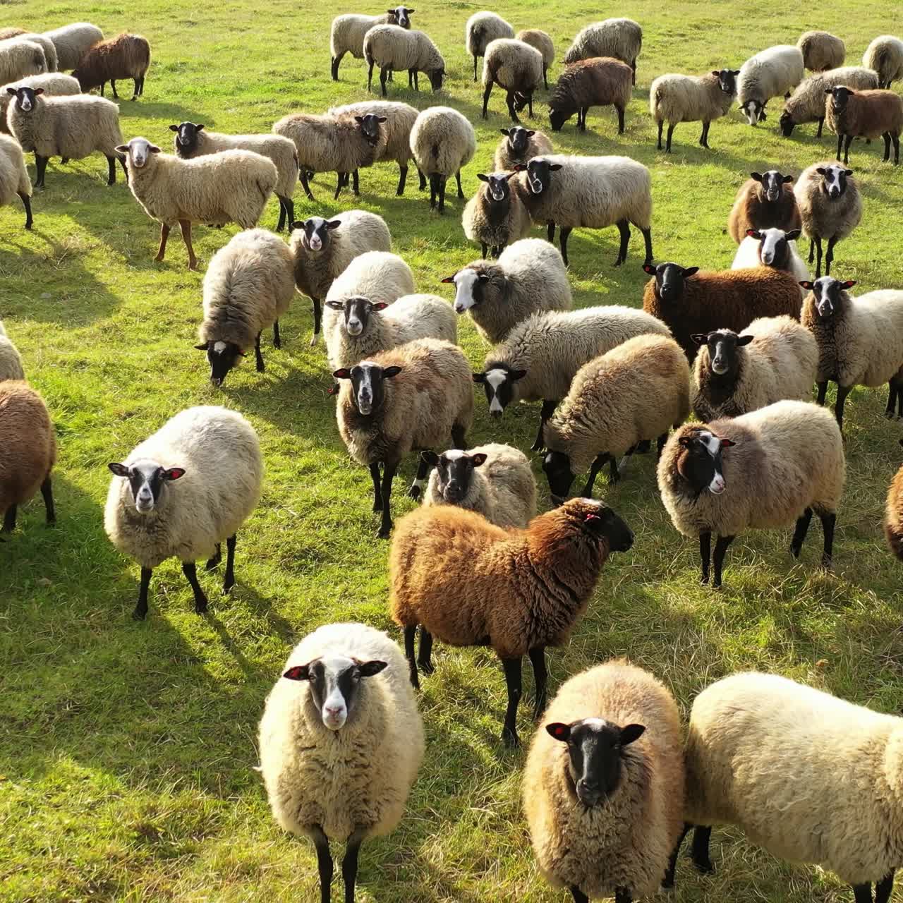 Amazing sheep on pasture. Fluffy animals grazing on field in a sunny day. Herd of sheep on green meadow. Group of domestic sheep.