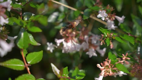 close up slow motion shot of hummingbird hawk-moth searching for nectar