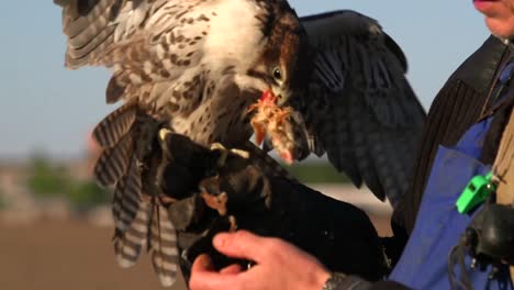 falconiere esperto che nutre il suo falco saker, praticando la falconeria, giornata di sole