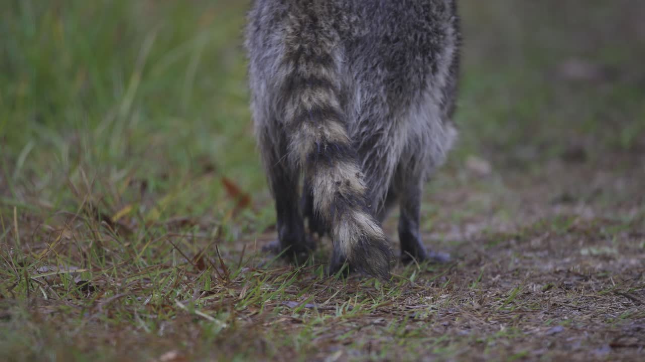 mapaches en busca de alimento en el césped alto