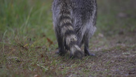 raccoon foraging for food in tall grass