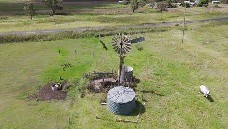 cattle roam near windmill and water storage tank