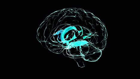 brain emerging from a complex network - 3d animation loop