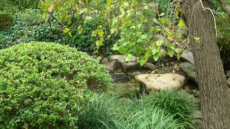 Mulberry-tree-and-azalea-bush-in-garden