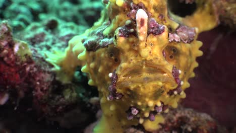 Yellow-warty-frogfish-facing-the-camera-close-up-and-breathing-heavily