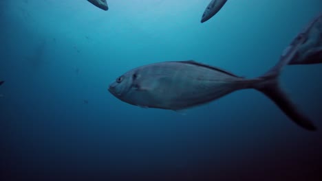 Großer-Weißer-Hai-Carcharodon-Carcharias-Neptuninseln-Südaustralien-4k-Zeitlupe-50fps