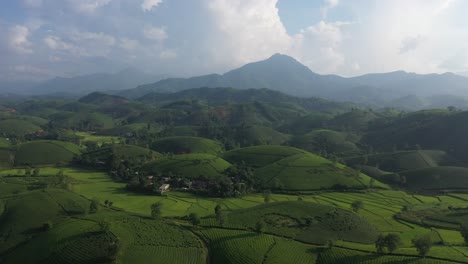 aerial view of long coc tea hill, vietnam