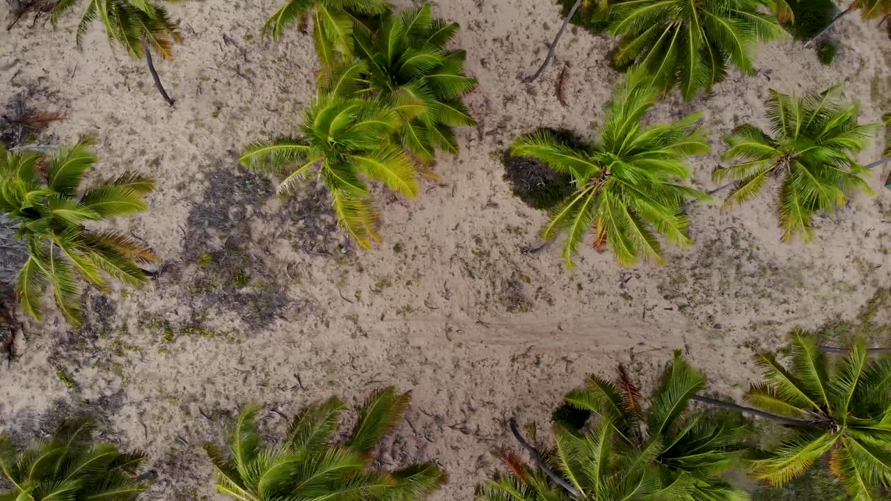 제니탈 드론 여행 코코넛 나무