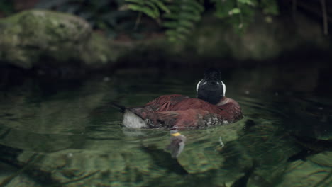 Nahaufnahme-Einer-Männlichen-Rötlichen-Ente,-Die-Auf-Einem-Sumpfigen-Teich-Schwimmt,-Mit-Fischen,-Die-Unter-Wasser-Schwimmen