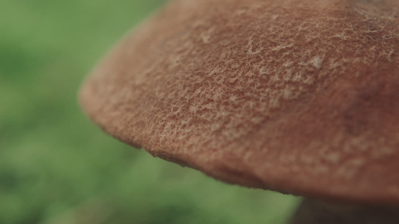 Macro primo piano del cappello di un fungo.