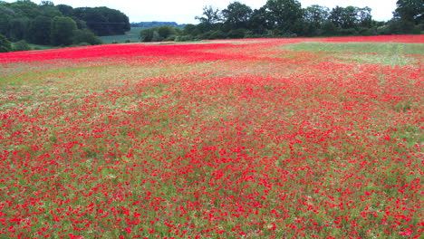 Ein-Ganzes-Feld-Ist-Voller-Rot-Blühender-Mohnblumen