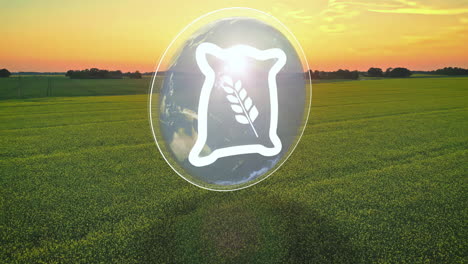 campo de grano que crece con una animación de la tierra y bolsa de trigo animación superposición