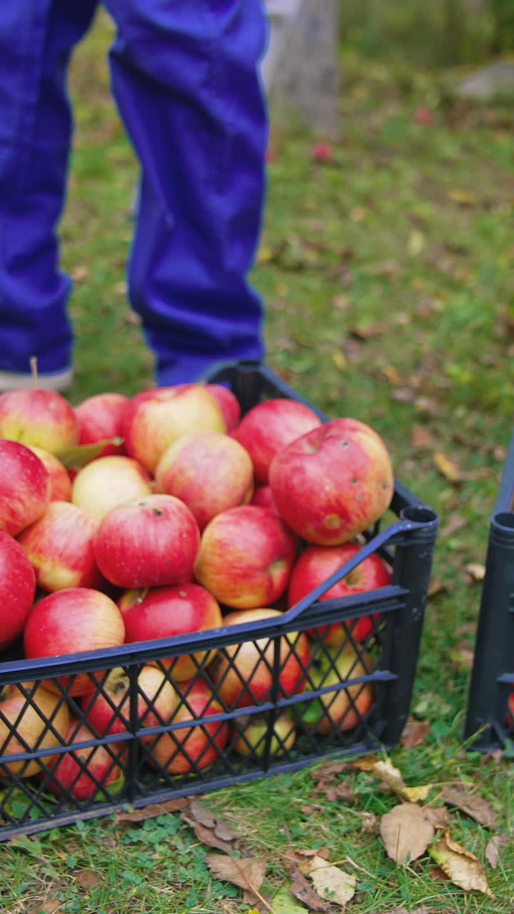 Close up of male farmer picking apples on farm. Handsome farmer harvesting red apples. Vertical video