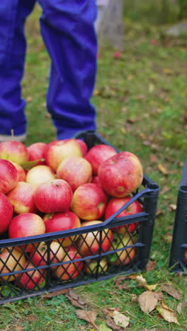 close up of male farmer picking apples on farm. handsome farmer harvesting red apples. vertical video