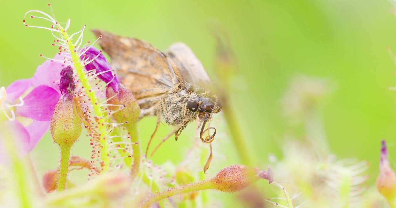 Росянка индийская (Drosera indica) удерживает засохшую тушку бабочки; детальный взгляд на разложение после переваривания и цветок.