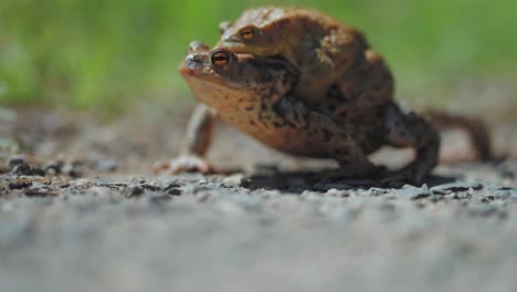 Ein-Krötenpaar-–-Weibchen-Und-Männchen-Während-Der-Frühjahrswanderung-Und-Paarungszeit