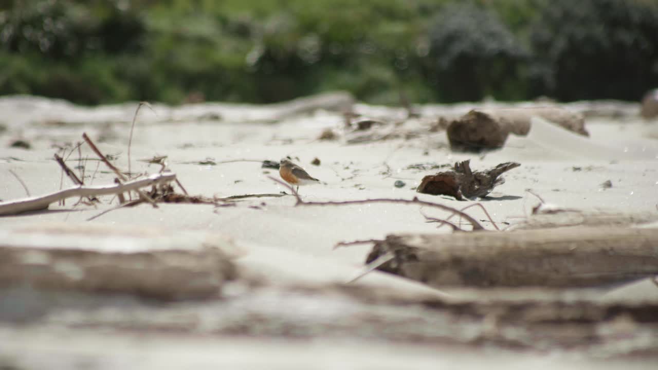 observen al dotterel de nueva zelanda mientras camina con gracia hacia la izquierda, una hermosa exhibición de elegancia aviar en su hábitat natural