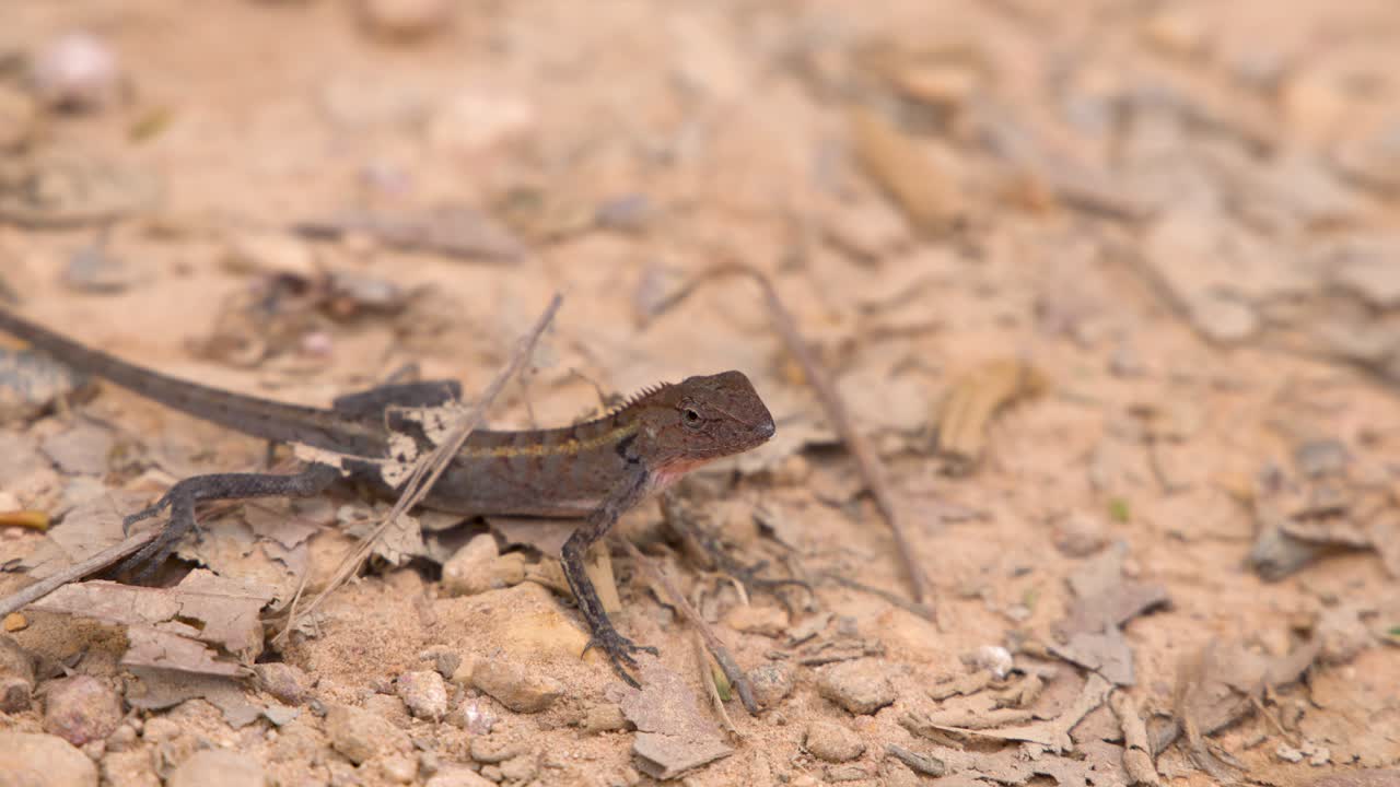 A brown oriental garden lizard remains still on dry, rocky soil in bright daylight