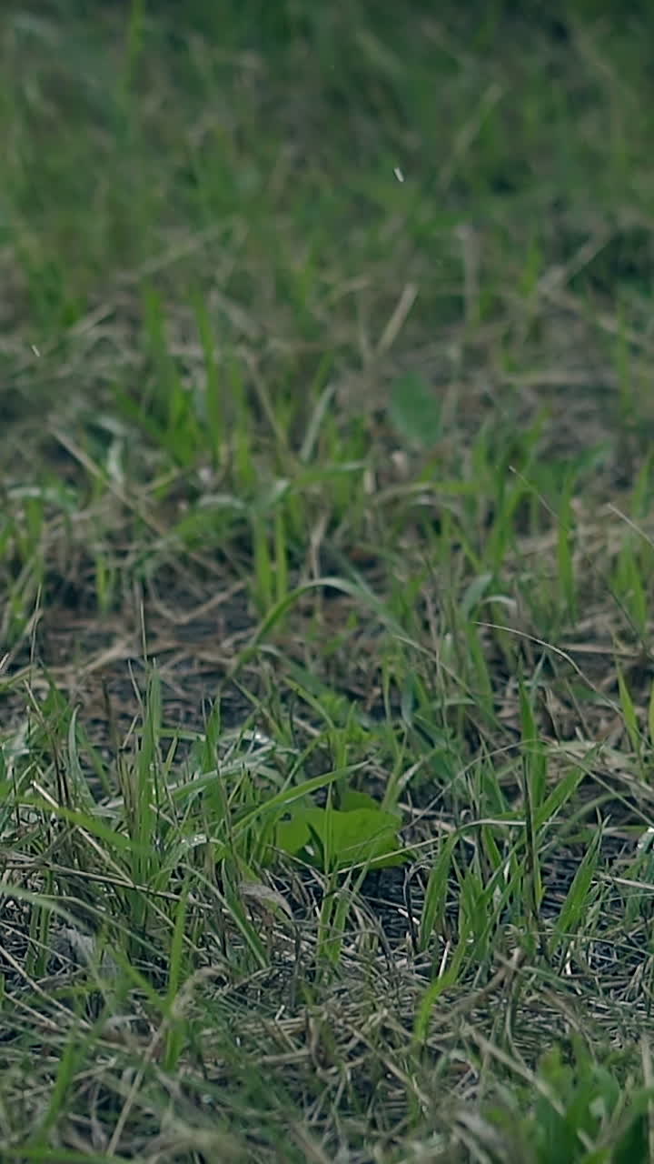 wonderful close view small green grass with wet yellow straws waved by wind under light rain