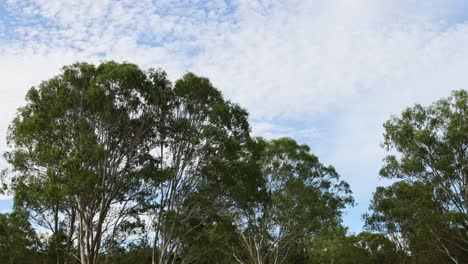 clouds drift above a dense forest over time