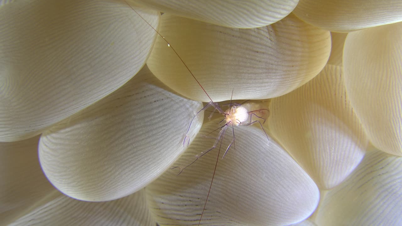 camarones de coral burbuja dentro de coral burbuja