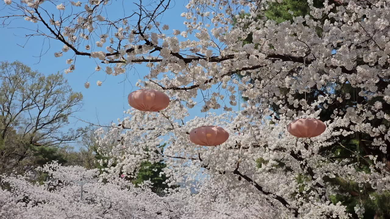 한국 서울 의 공원 에서 꽃이 피는  ⁇ 색 사쿠라 나무 에 매달려 있는 아름다운 장식품