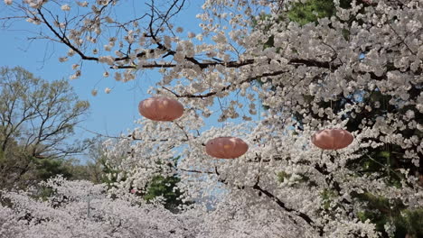 Beautiful-Ornaments-Hanging-On-Full-Blooming-White-Sakura-Tree-At-The-Park-In-Seoul,-South-Korea