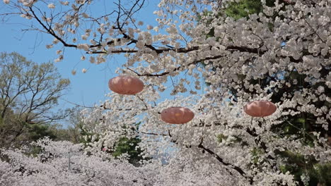 beautiful ornaments hanging on full blooming white sakura tree at the park in seoul, south korea