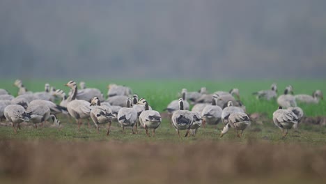 the flock of bar headed goose grazing in wheat fields