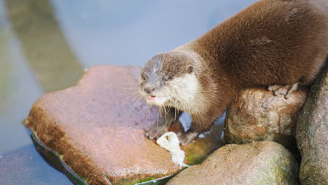 asian or oriental small-clawed otter eating by the water - close-up