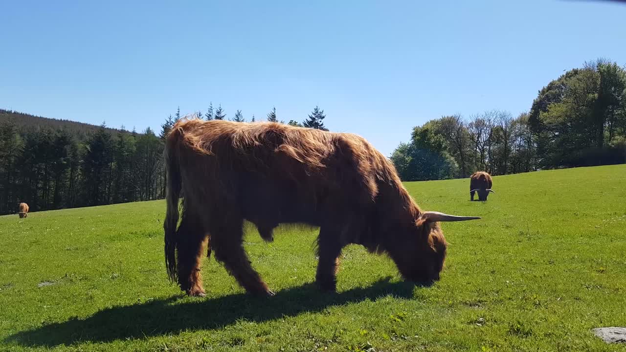 Toro isolato, mucche e piccole razze di vitelli della mucca Highlander, Scozia