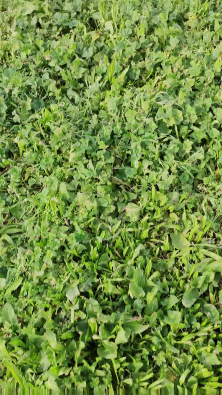 A field of grass with some weeds in it