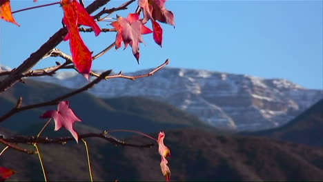 las escasas hojas naranjas de un árbol susurran ligeramente con la brisa