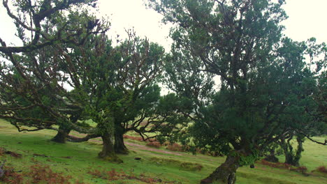 fairy forest rainy fanal madeira wood fog mist cloudy horror moss