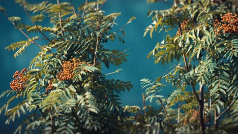 a close-up shot of the rowan tree branches with orange berries