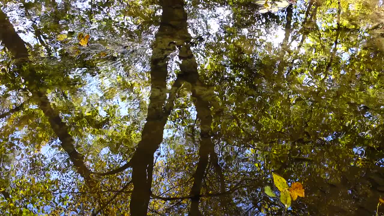 Ruscello nel bosco. Bosco autunnale.