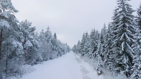 aerial establishing footage of trees covered with snow, nordic woodland pine tree forest, calm overcast winter day, wide ascending drone shot moving forward