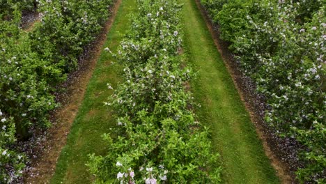 dolly backwards low over the top of blossoming orchard trees