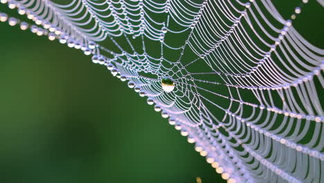 la red de araña con gotas de rocío