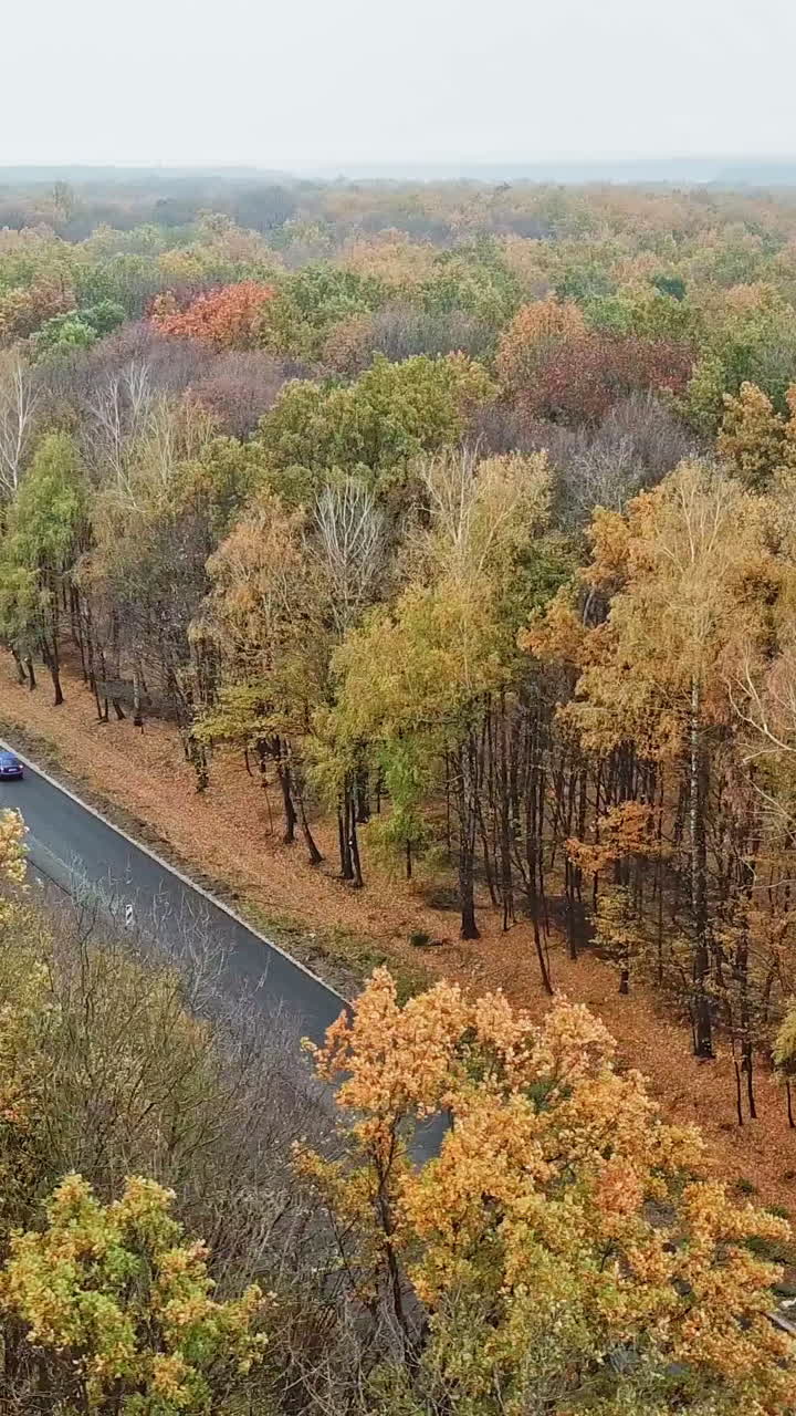 Flying over the autumn forest and new asphalt road. Cars driving on a road through colorful forest on sunny fall day.Camera moves right. Vertical video