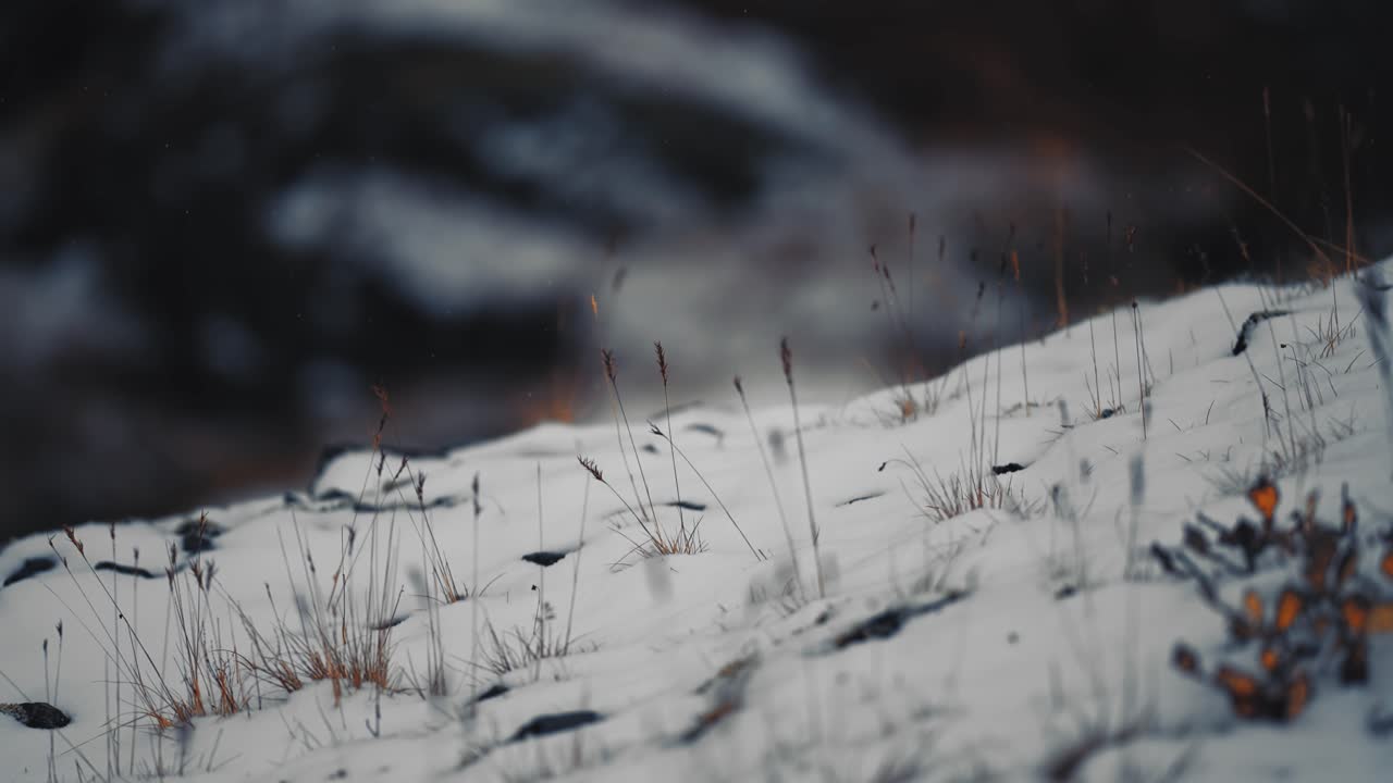 눈은 가을의 드라에 가게 누워있으며, 빨간색과 오렌지색 잎과 희미한 풀이 색 담요를 통해 어 봅니다.