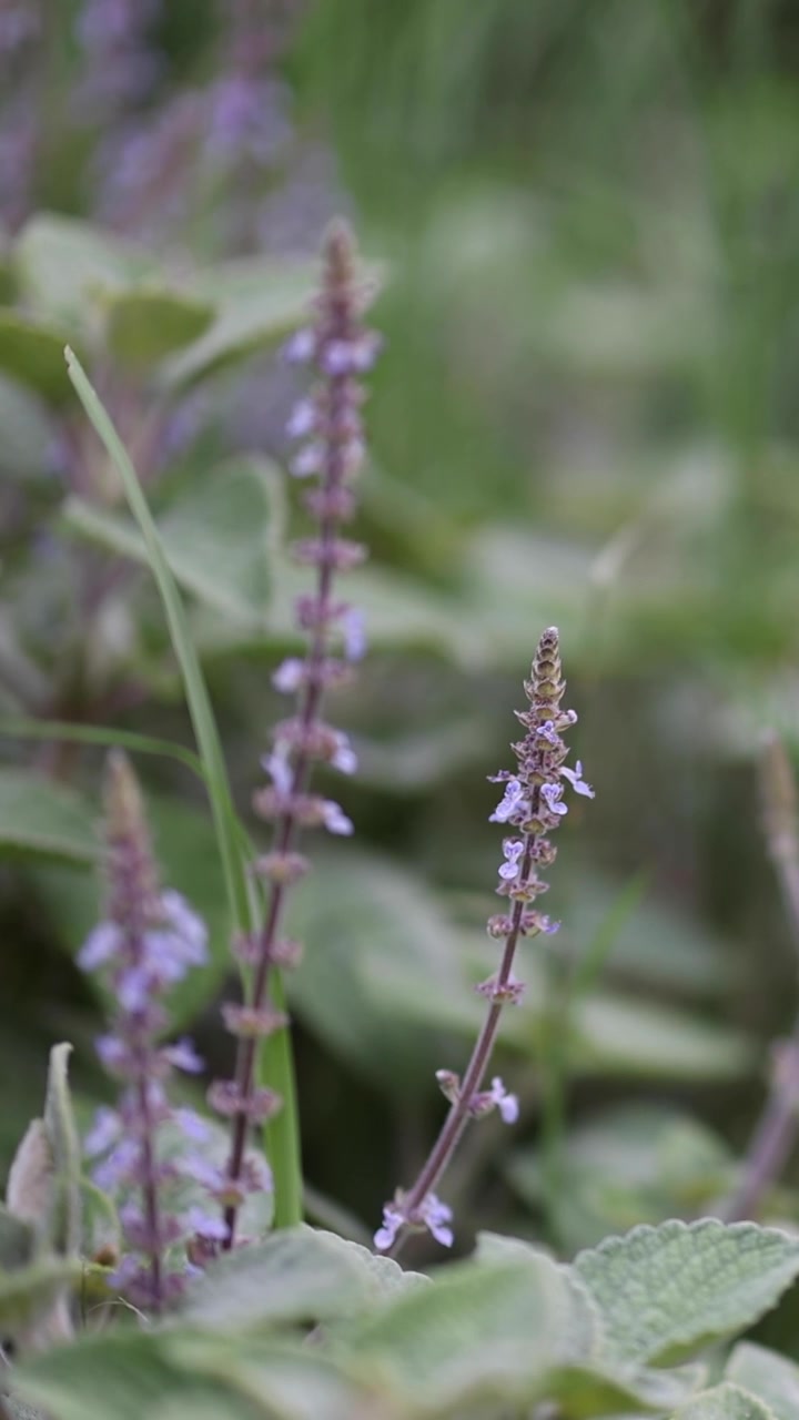 Una serena distesa di fiori viola mossi dalla brezza